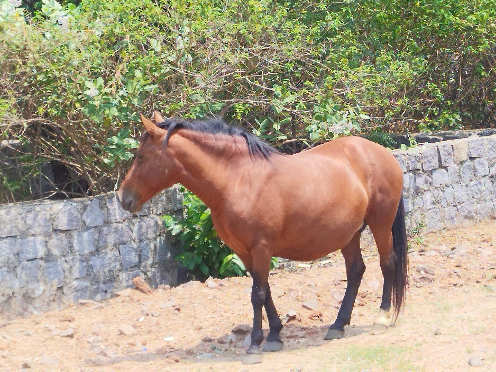 Nyinya