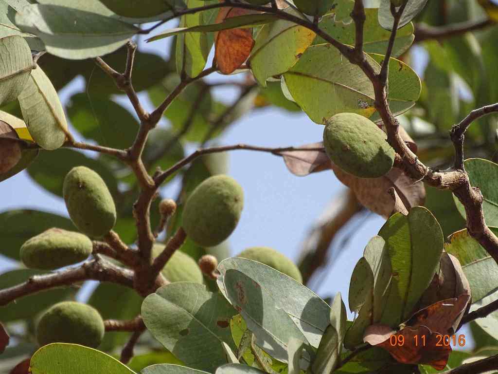 Lienegh, Agalien, Agashidam, Akomboadam