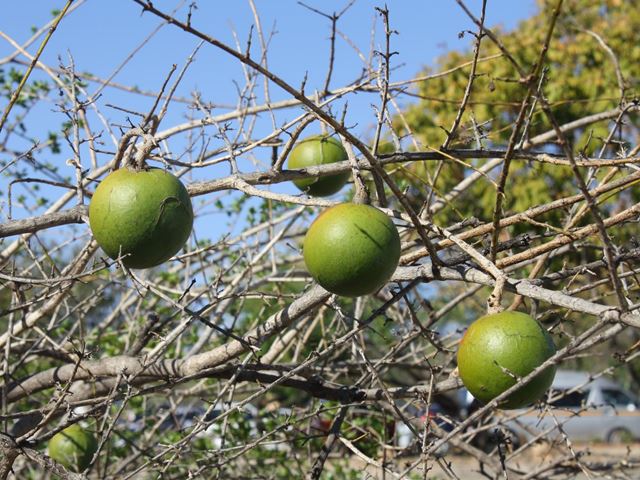 Amaku/Maku
