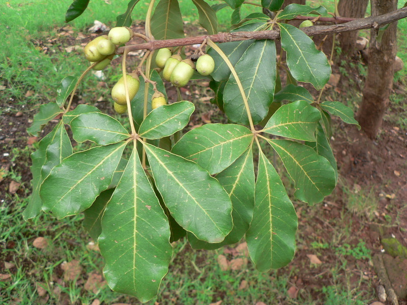 Hulugh