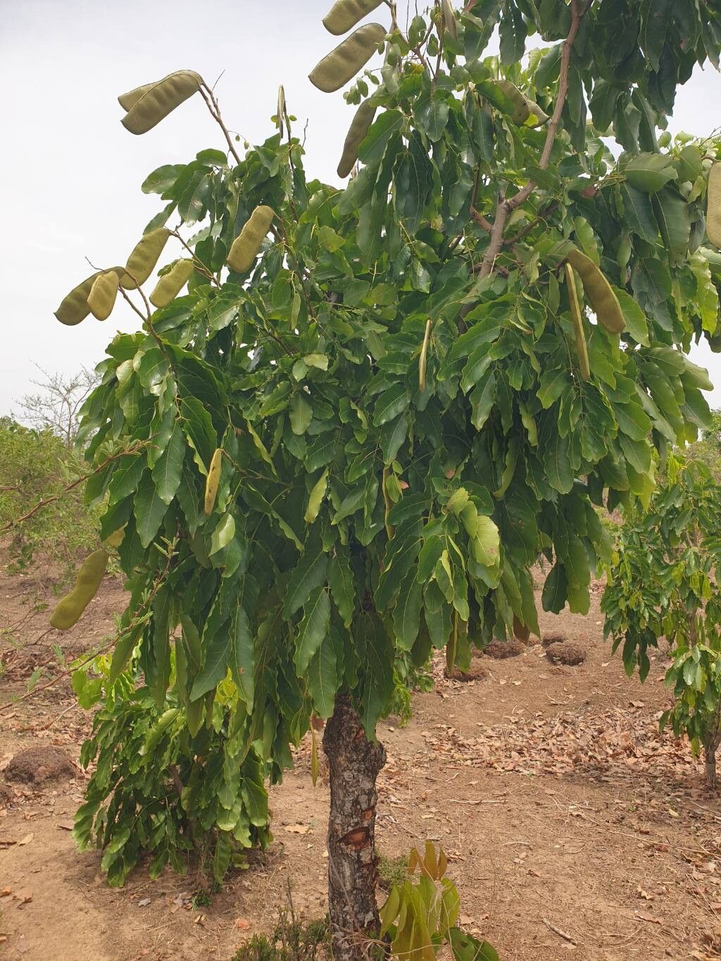 Akovor