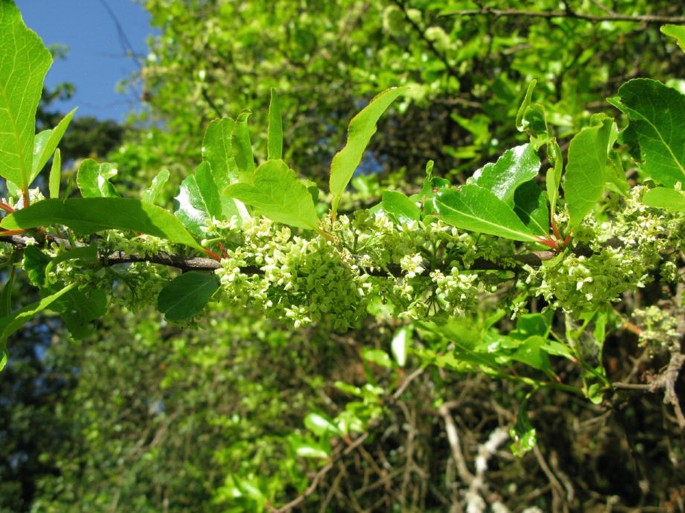 Alomade