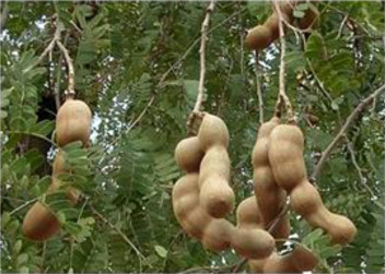 Tsamiya