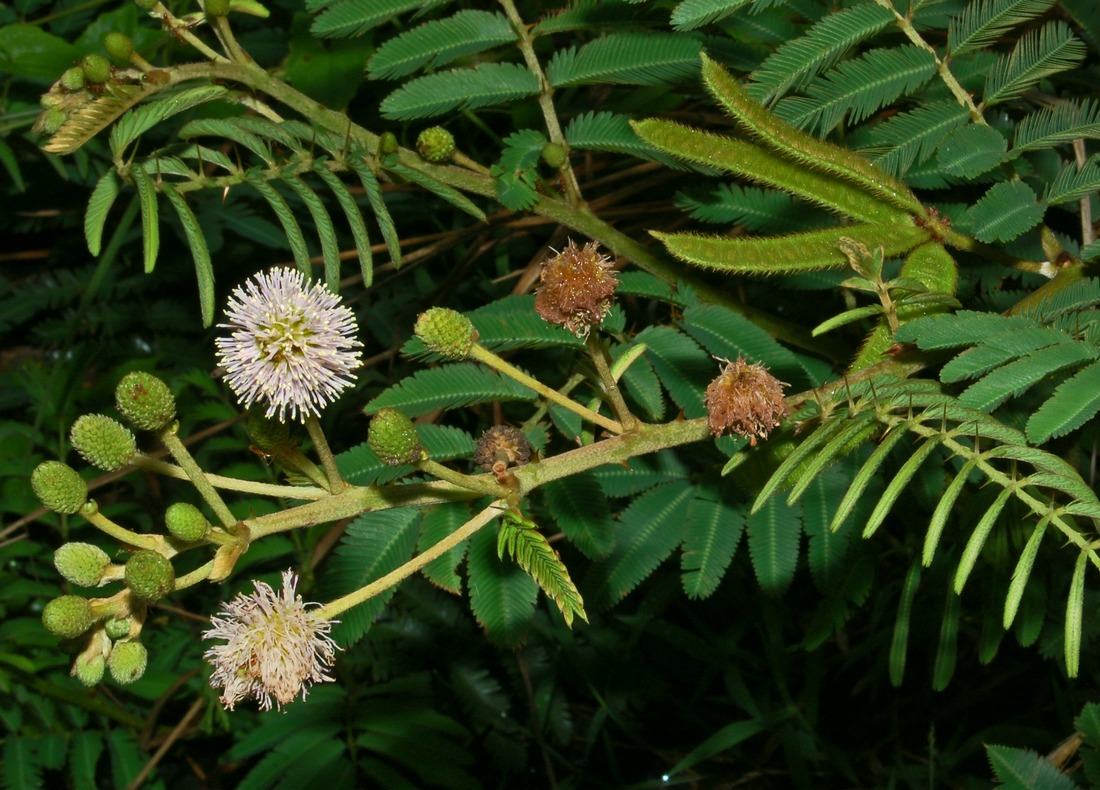 Wavikyo