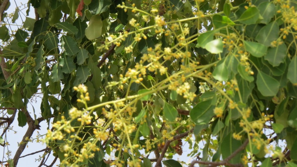 Gbur