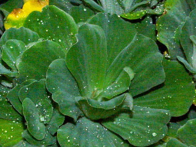 Ichigh ki mkungu