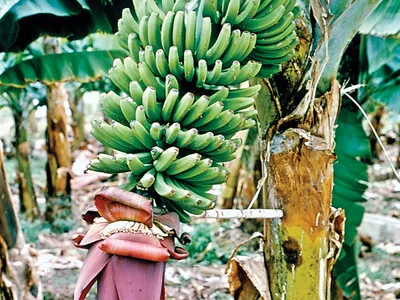 Ayaba