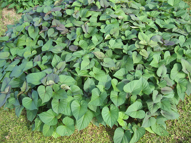 Atsaka