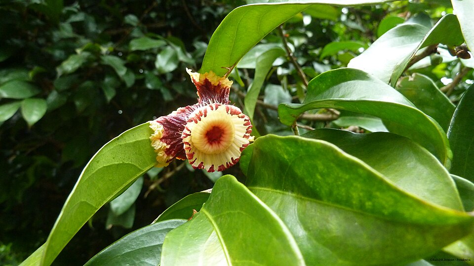 Achua; Ashishan
