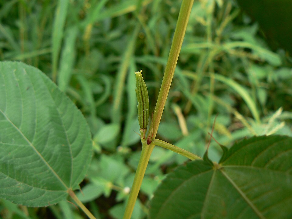 Adigbor; Atiever