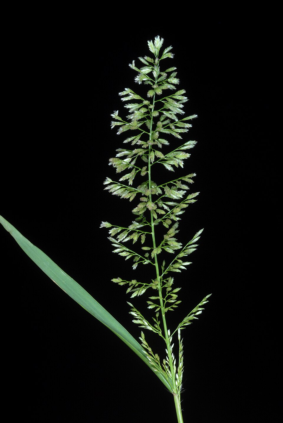 An-iwa