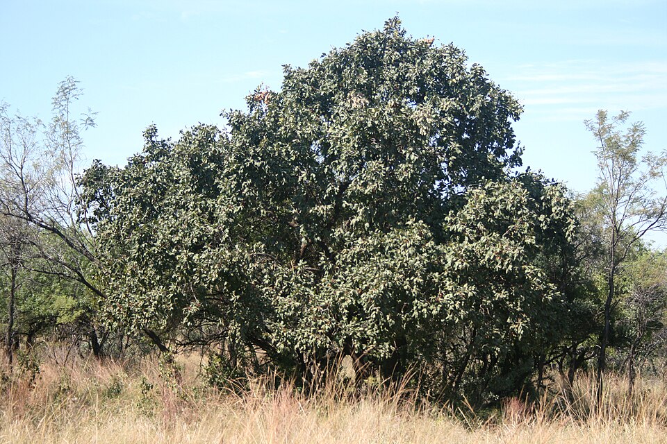 Azulugh; Anuioixor
