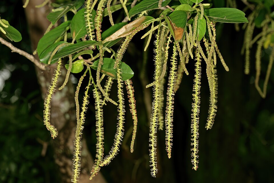 Baverkpua