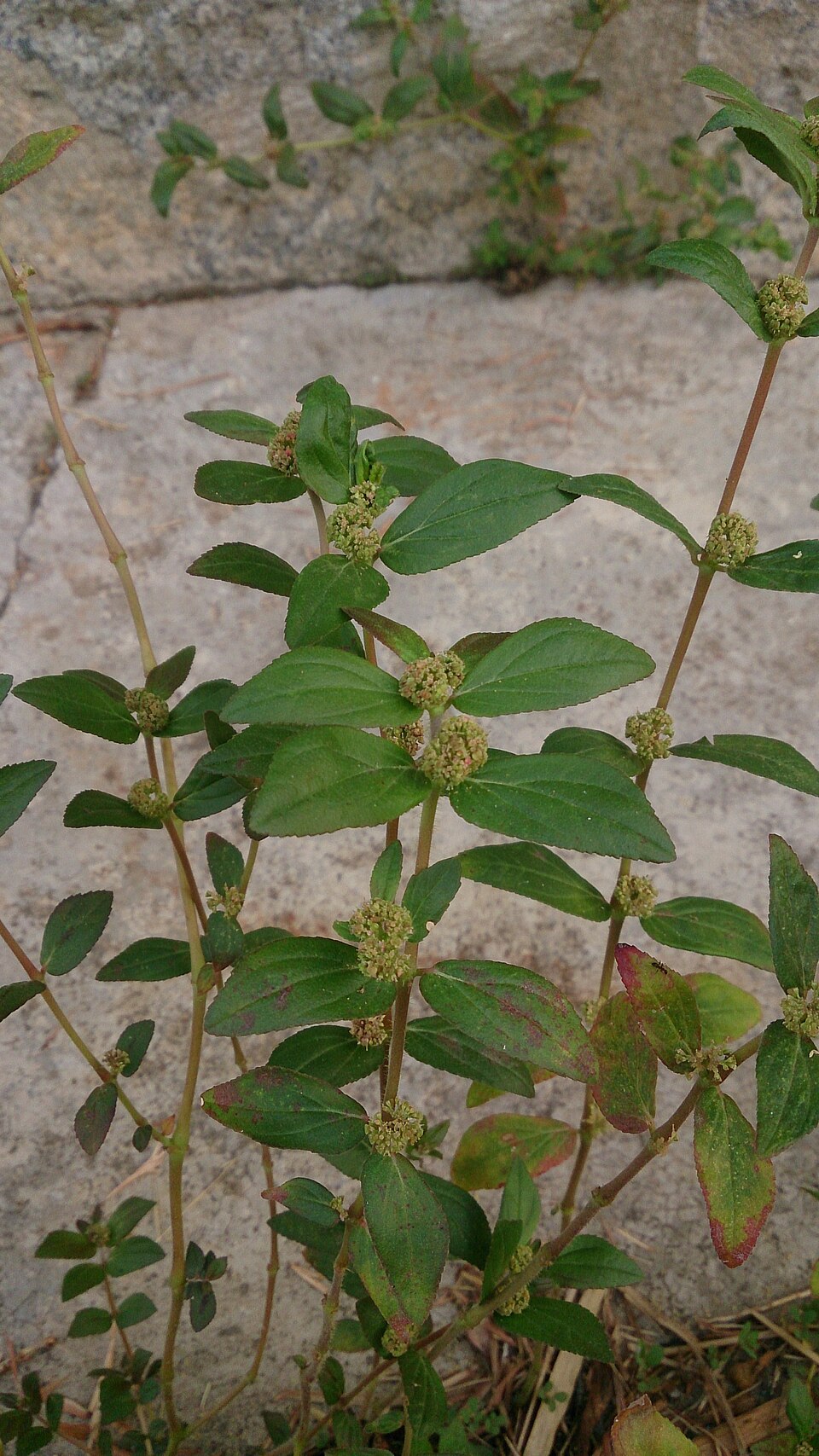 Gbatsombo; Tondokpan