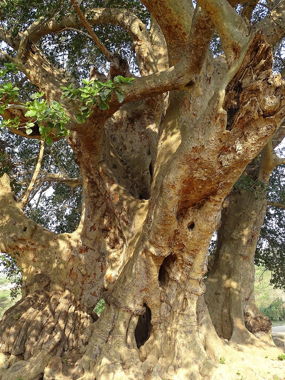 Hirkar