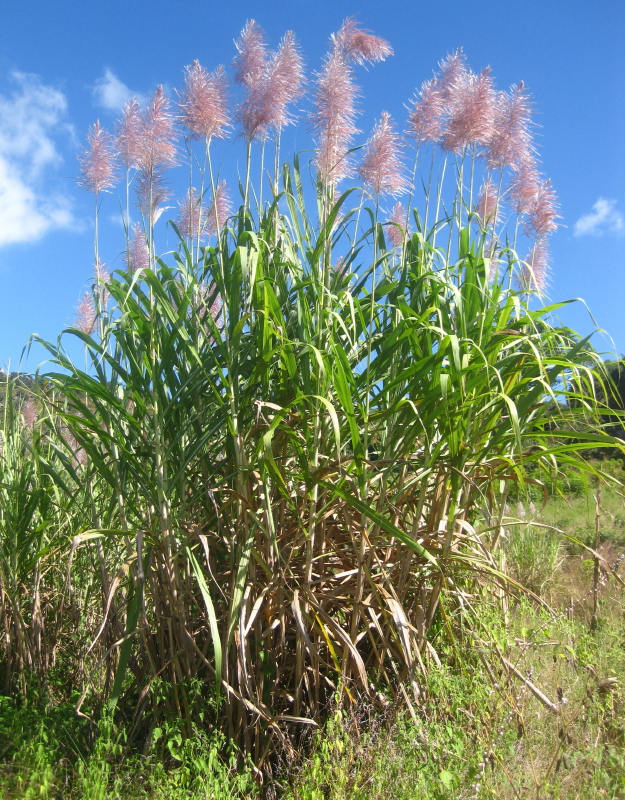 Hoikura; Ikyura kase