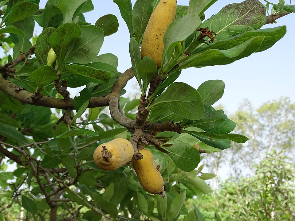Ibohogh; Ishéndou