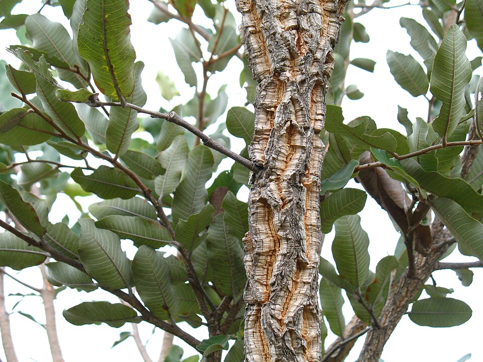 Ibuakyuna