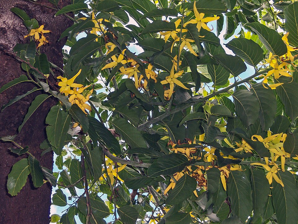 Kokombo