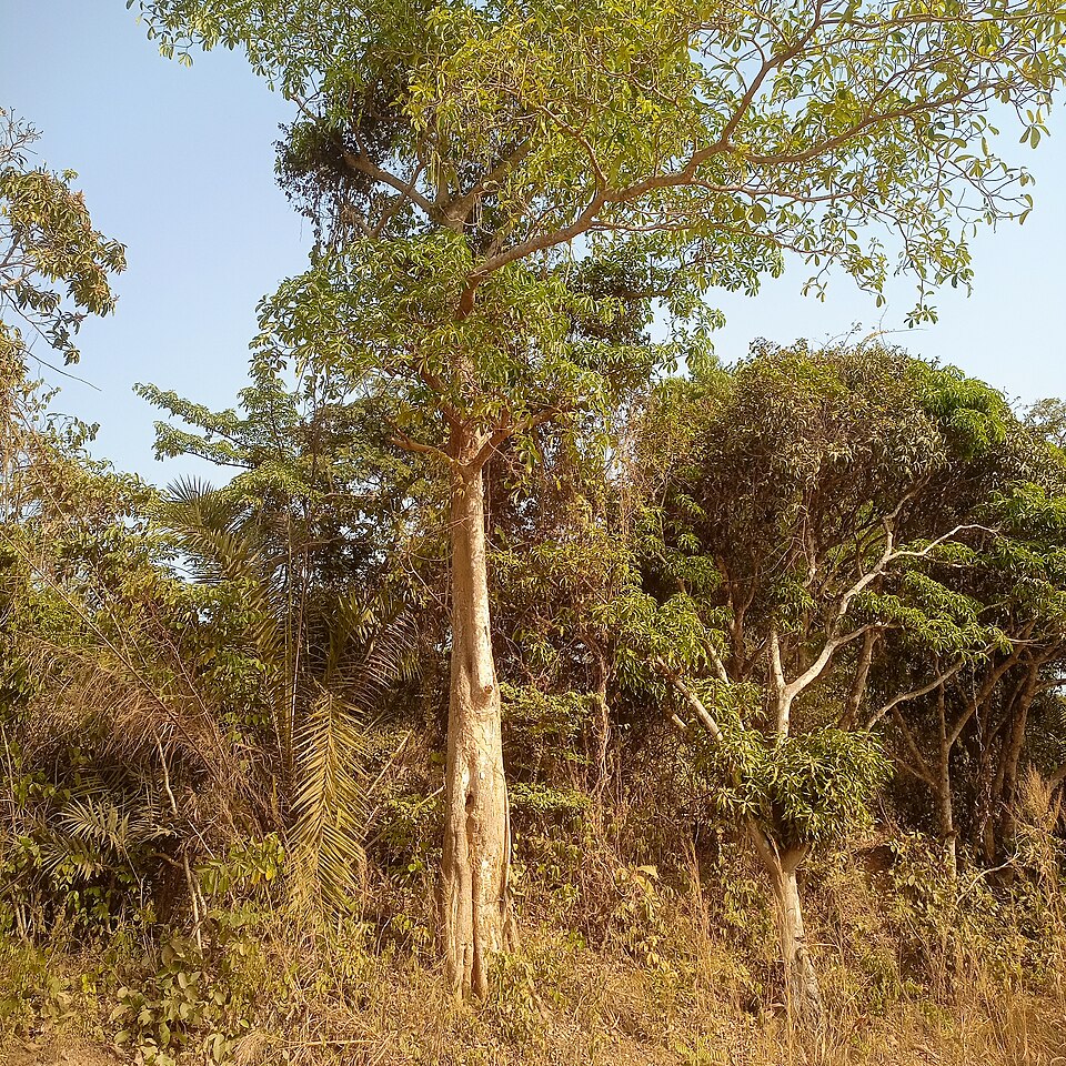 Kongbade