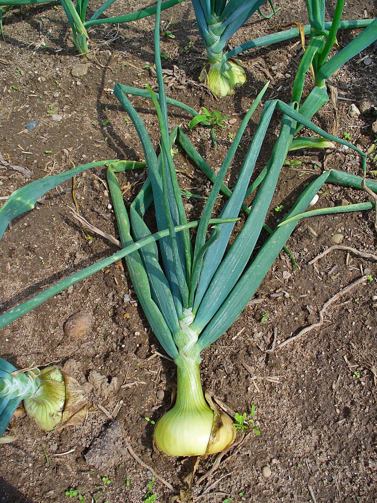 Alabesa