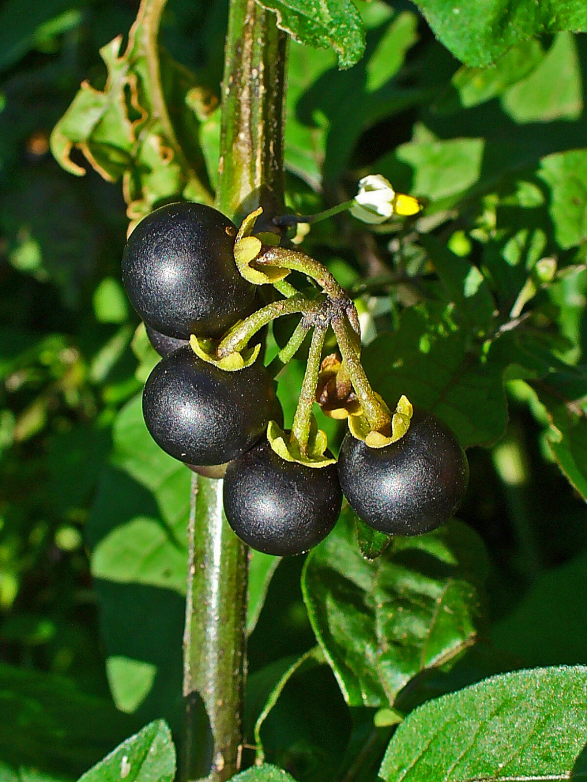 Atsaka batur