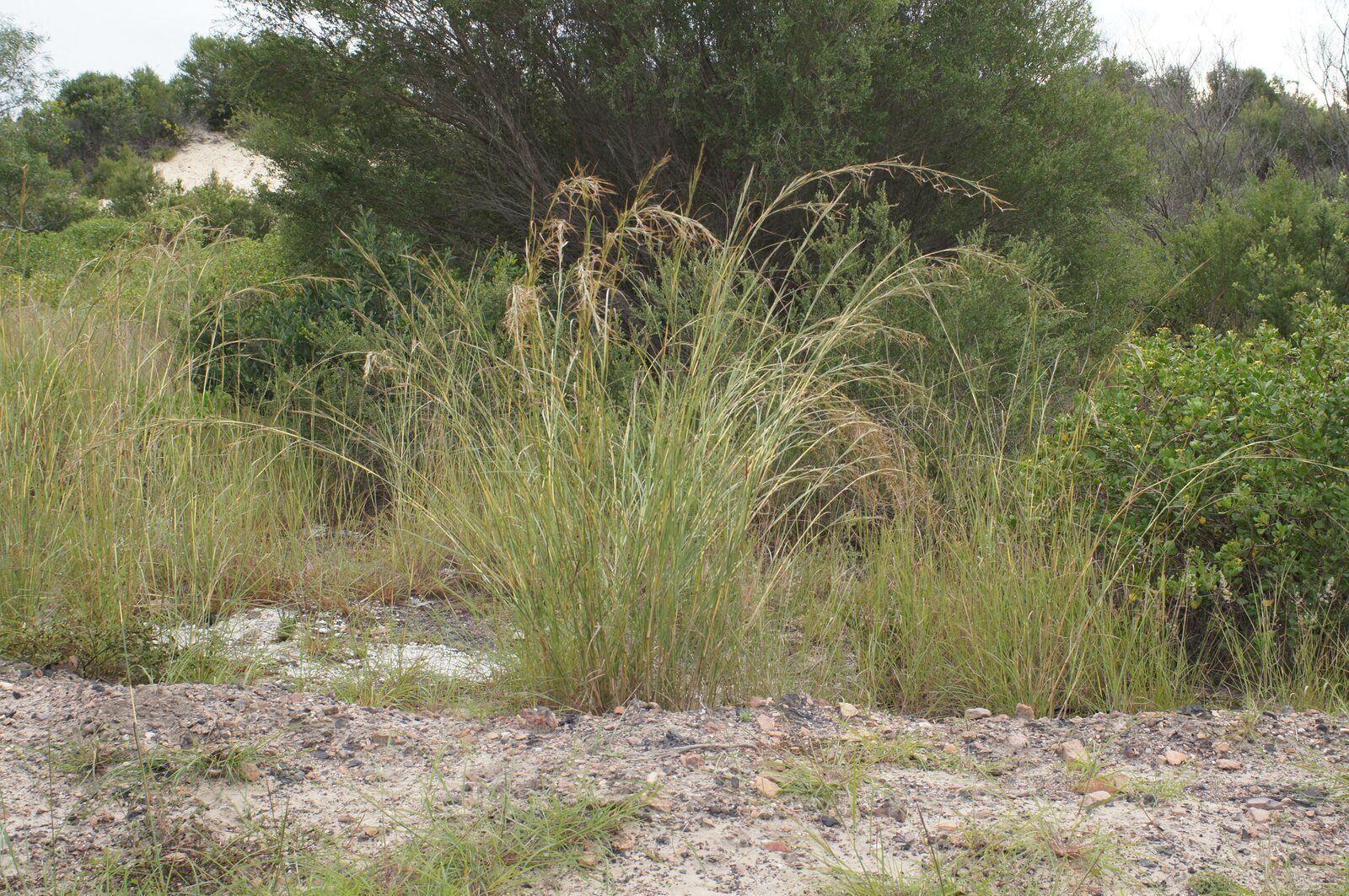 Azenga