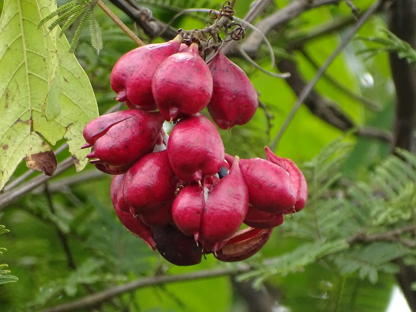 Myamaiwa
