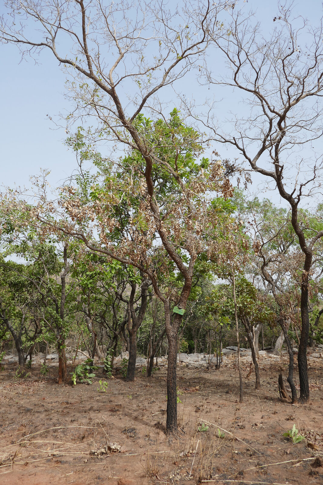 Daanyam
