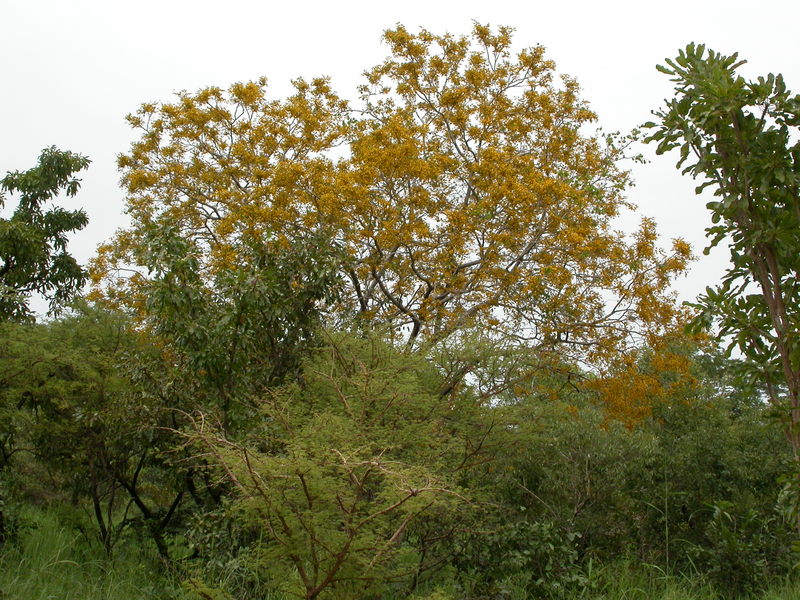 Tsakombo; Ngaji; Awa