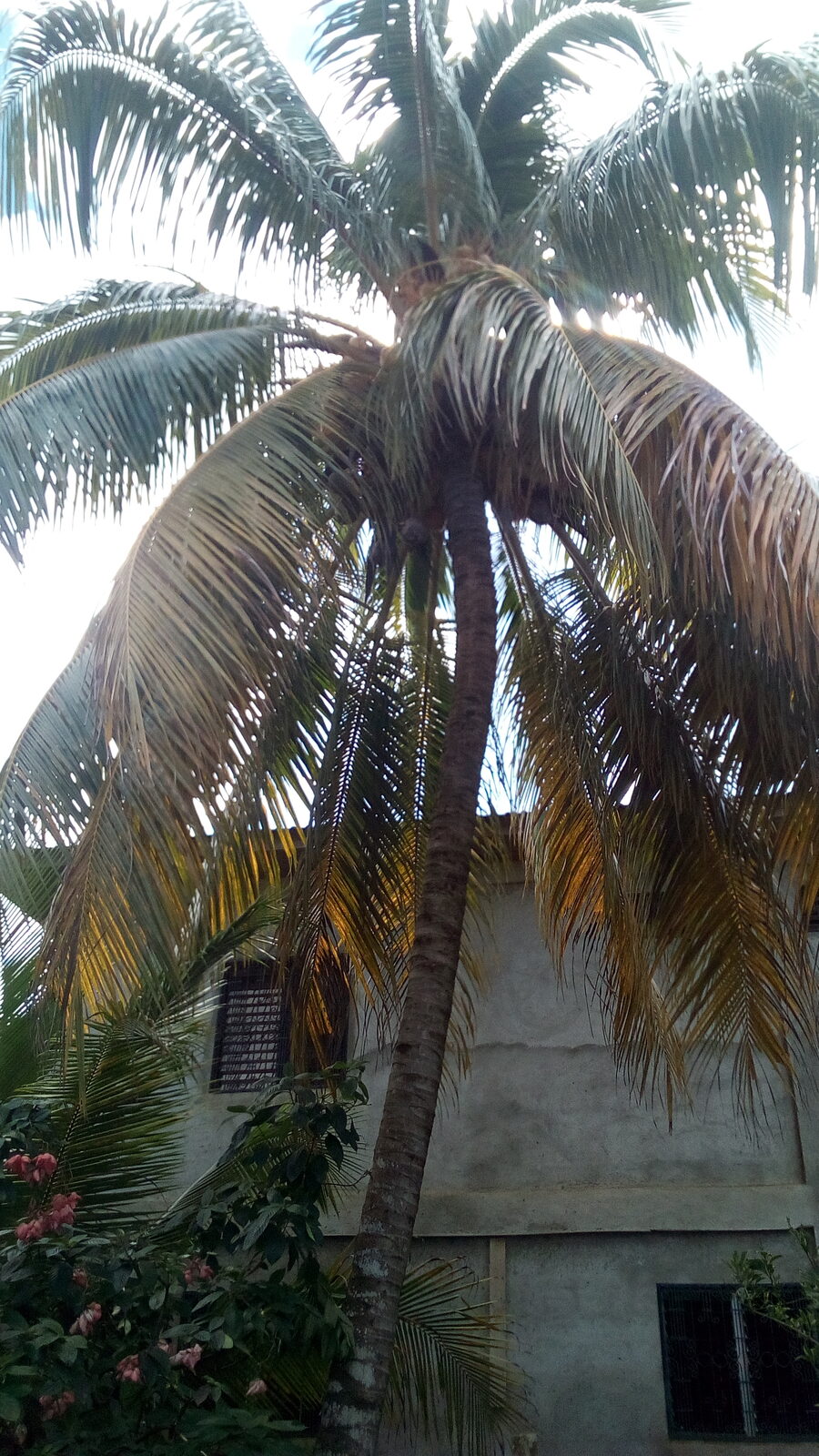 Kpavande; Seta mbakuv