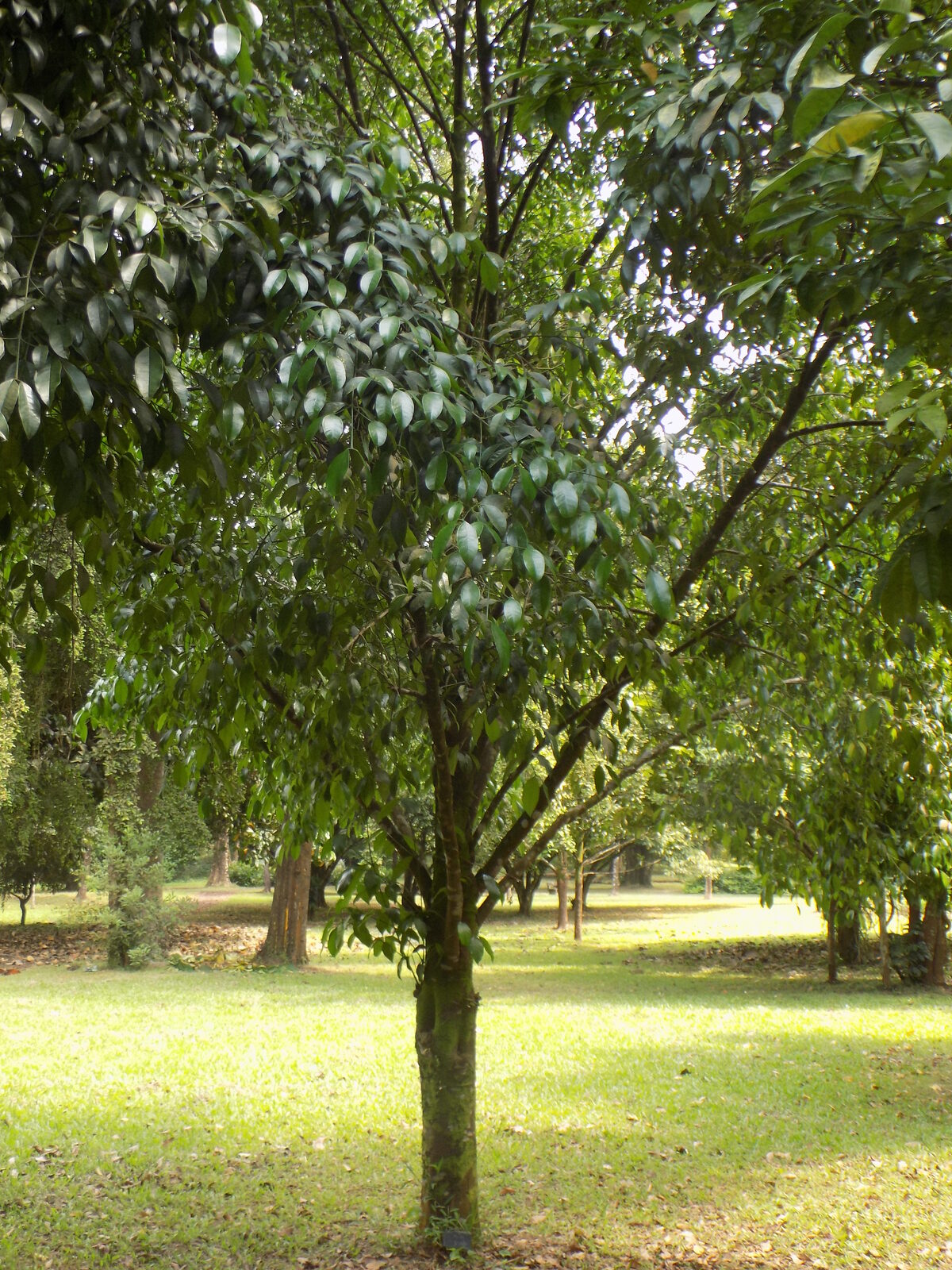 Iniom; Anom (pl.)