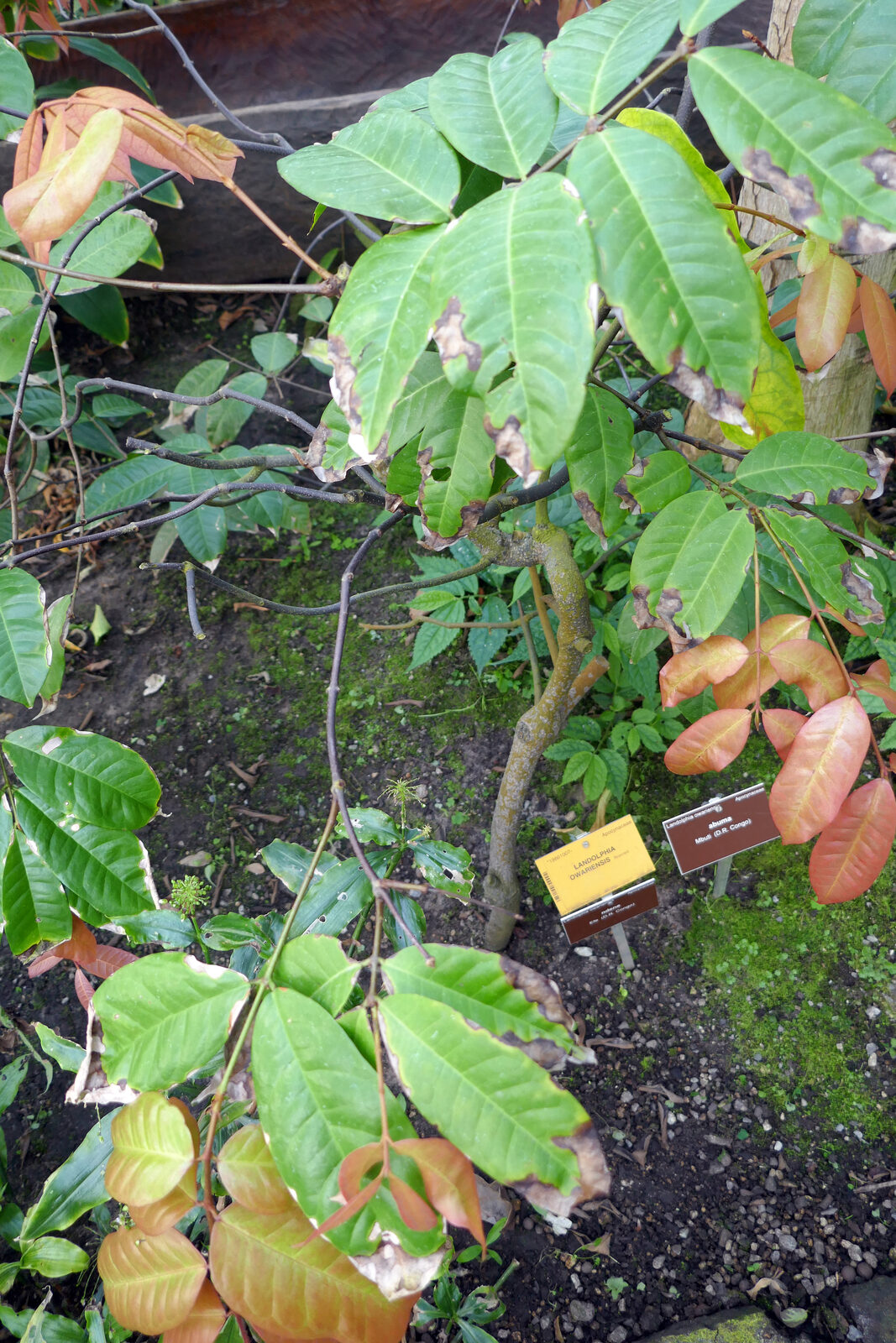 Ipungwa