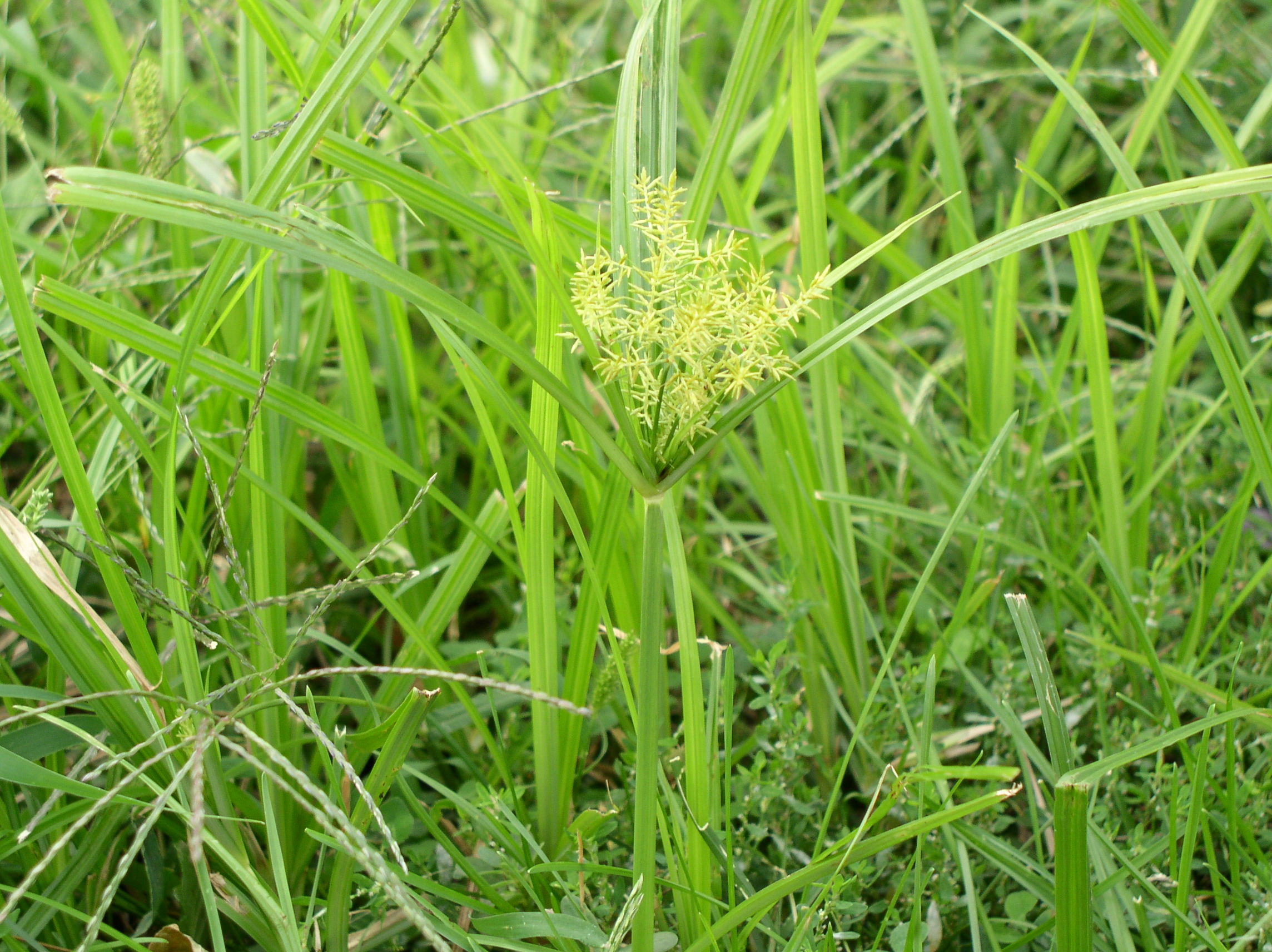 Kpan-ishoha